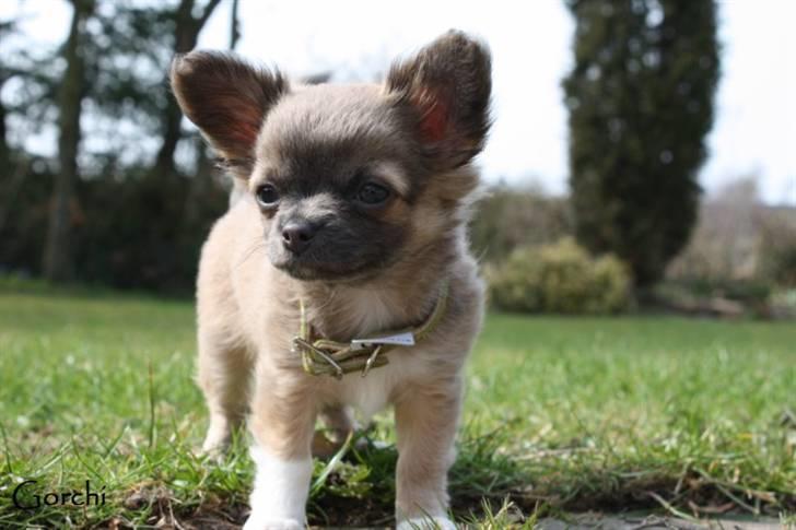 Chihuahua *Pixie <3* billede 12