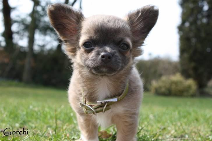 Chihuahua *Pixie <3* billede 13