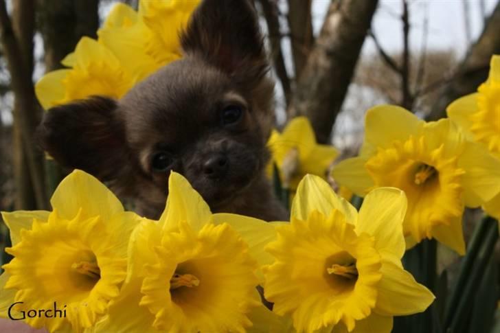 Chihuahua *Pixie <3* billede 14