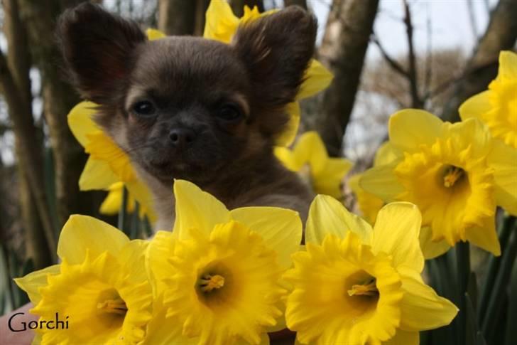 Chihuahua *Pixie <3* billede 15