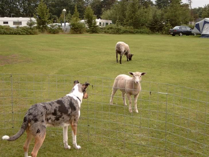 Collie korthåret Taiko Himmelhund - Får der går løs på campingplads.Det er godt nok spændende og se på billede 15
