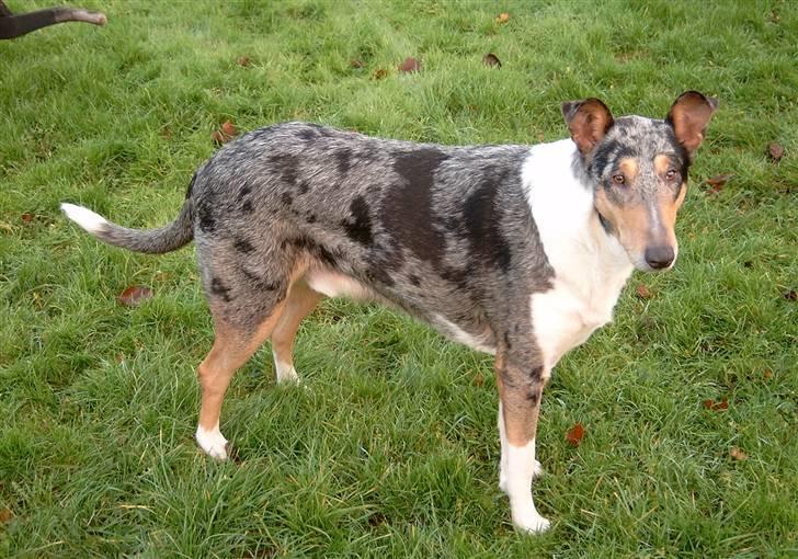 Collie korthåret Taiko Himmelhund billede 16