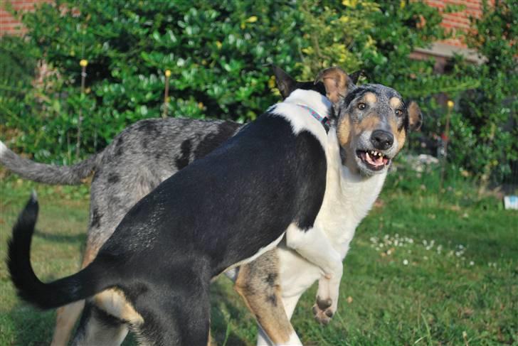 Collie korthåret Taiko Himmelhund - Hallo fjern lige den dumme tøs (Kia) fra min nakke billede 17
