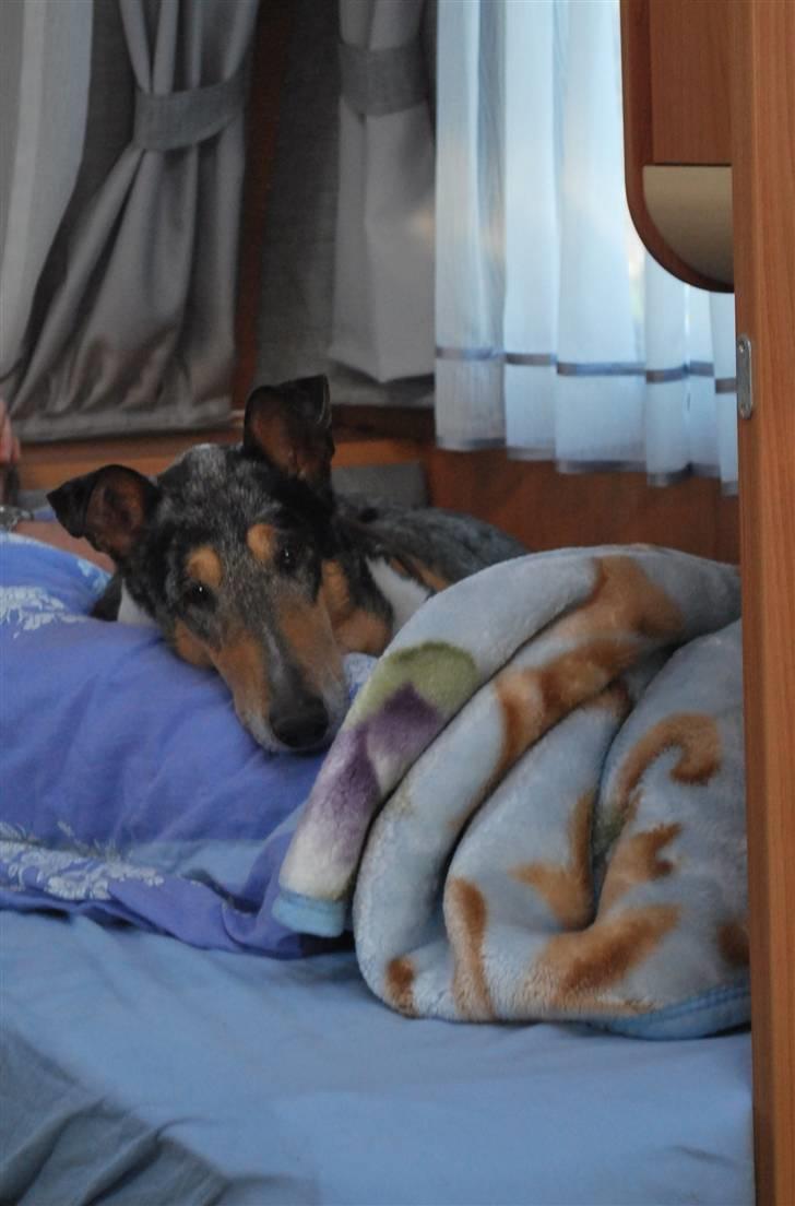 Collie korthåret Taiko Himmelhund - Joh, det er faktisk nogle udemærkede senge der er i campingvognen billede 18