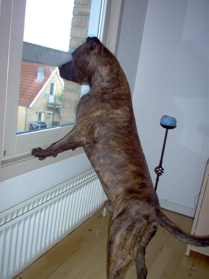 Amerikansk staffordshire terrier tajson billede 14