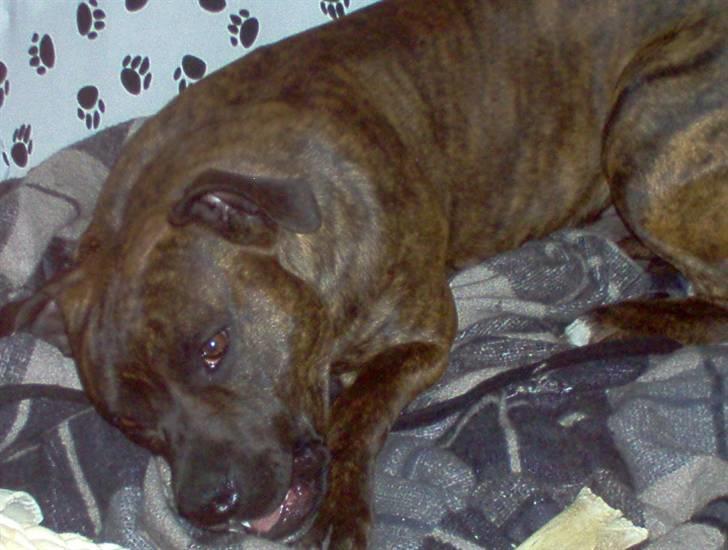 Amerikansk staffordshire terrier tajson billede 15