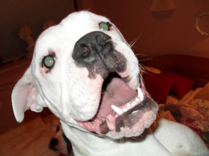 Amerikansk bulldog Caddy billede 1