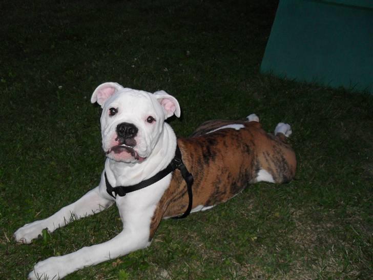 Amerikansk bulldog Caddy billede 2