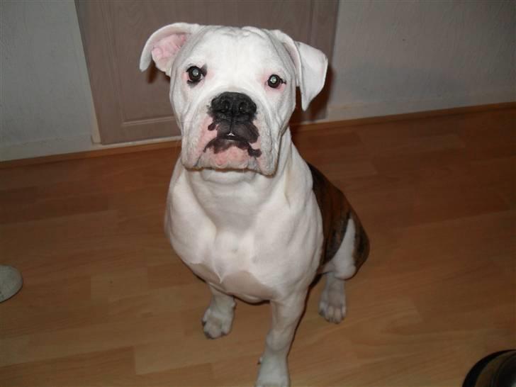 Amerikansk bulldog Caddy billede 3