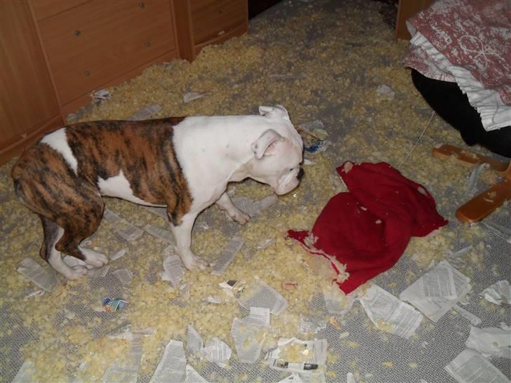 Amerikansk bulldog Caddy billede 5