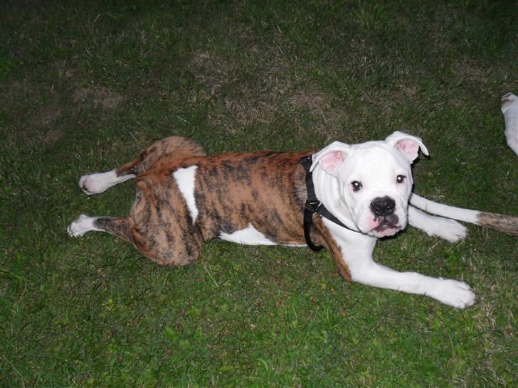 Amerikansk bulldog Caddy billede 6