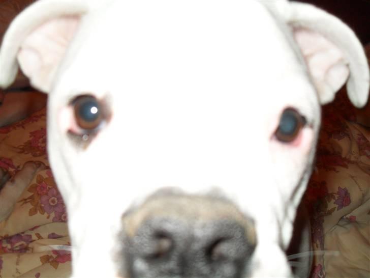 Amerikansk bulldog Caddy billede 7