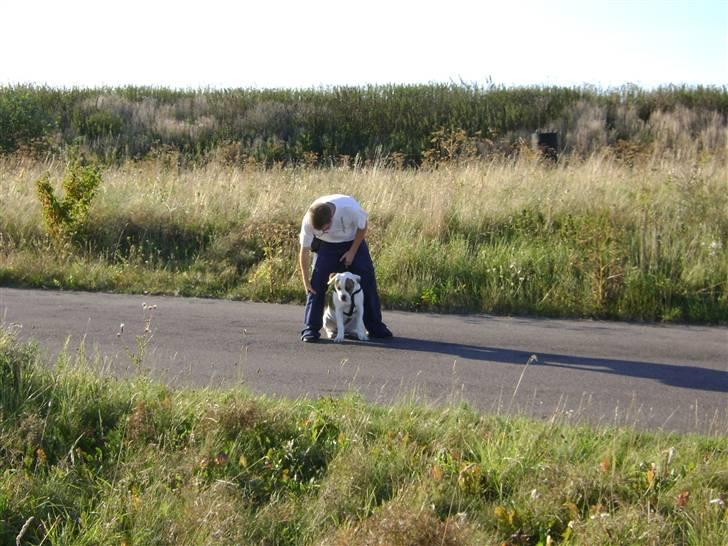 Amerikansk bulldog Bertram billede 1