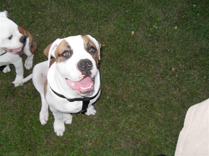 Amerikansk bulldog Bertram billede 2