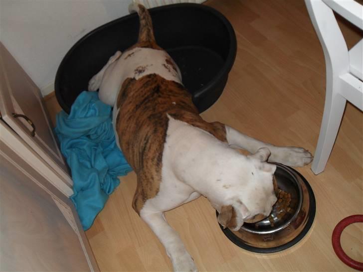 Amerikansk bulldog Bertram billede 3