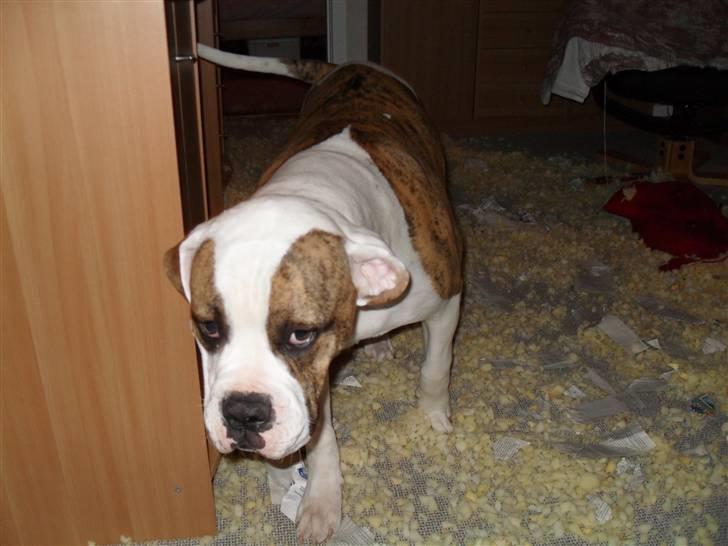 Amerikansk bulldog Bertram billede 4