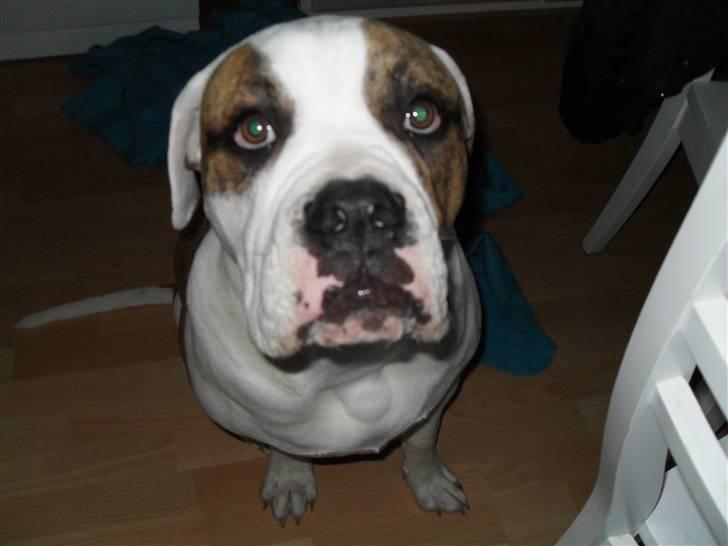 Amerikansk bulldog Bertram billede 5