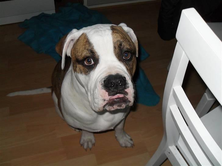 Amerikansk bulldog Bertram billede 6