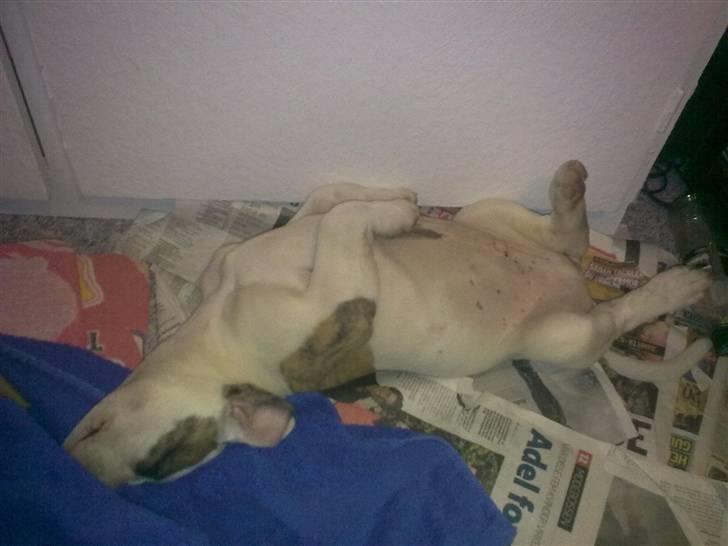 Amerikansk bulldog Bertram billede 7