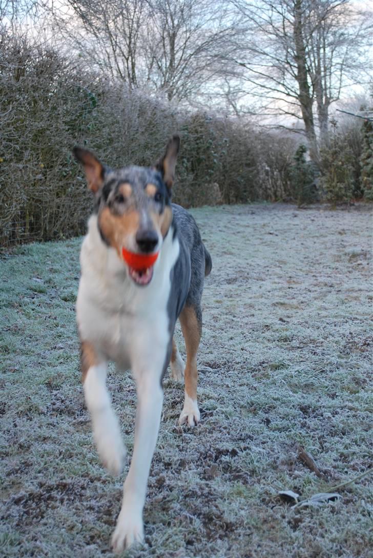 Collie korthåret Taiko Himmelhund - Nogen der vil lege med mig og min bold. billede 19