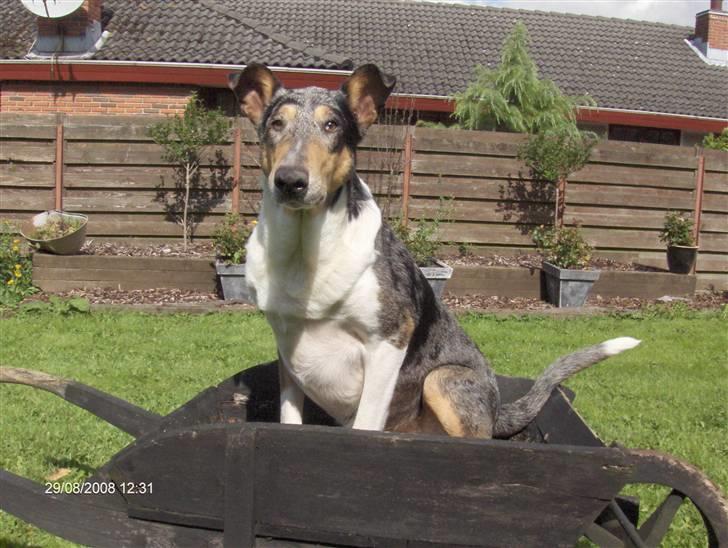 Collie korthåret Taiko Himmelhund - Man har et godt udsyn fra den gamle trillebør. billede 20
