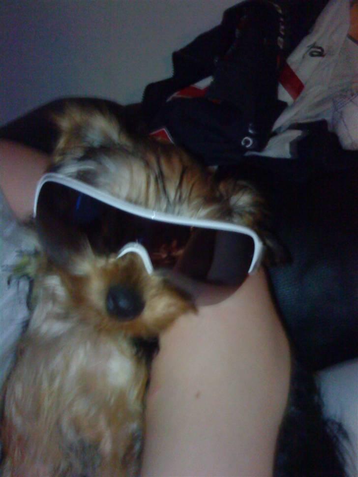 Blanding af racer Hugo - Uha hvor kan han også være sej den lille bølle, hvis jeg var en tæve var jeg faldet pladask for ham hehe billede 6