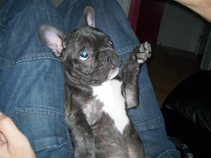 Fransk bulldog Spike Bouledogue Français - Det er altså ikke sjovt gi mig den nu billede 8