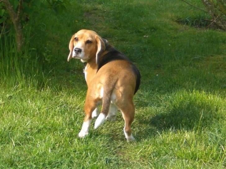 Beagle Freja - ja ja jeg går bare en tur, jeg stikker ikke af.... måske ikke... billede 10