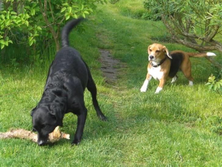 Beagle Freja - freja og fætter santos i leg.. billede 11