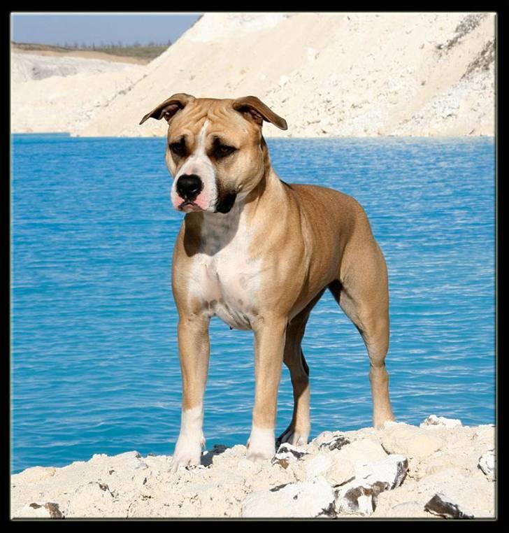 Amerikansk staffordshire terrier Aros Amstaff Apache billede 1