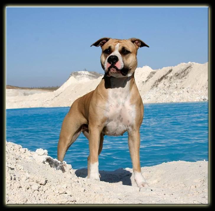 Amerikansk staffordshire terrier Aros Amstaff Apache billede 2