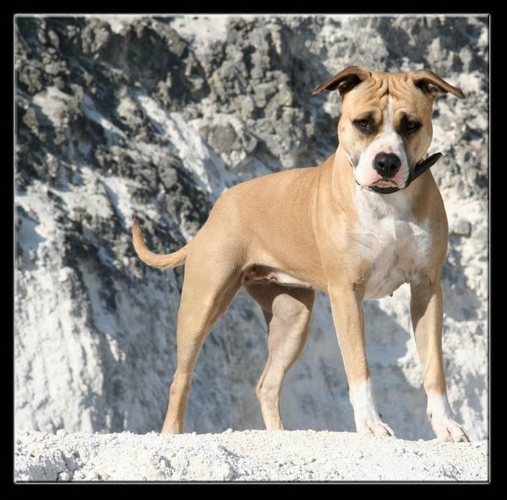 Amerikansk staffordshire terrier Aros Amstaff Apache billede 3