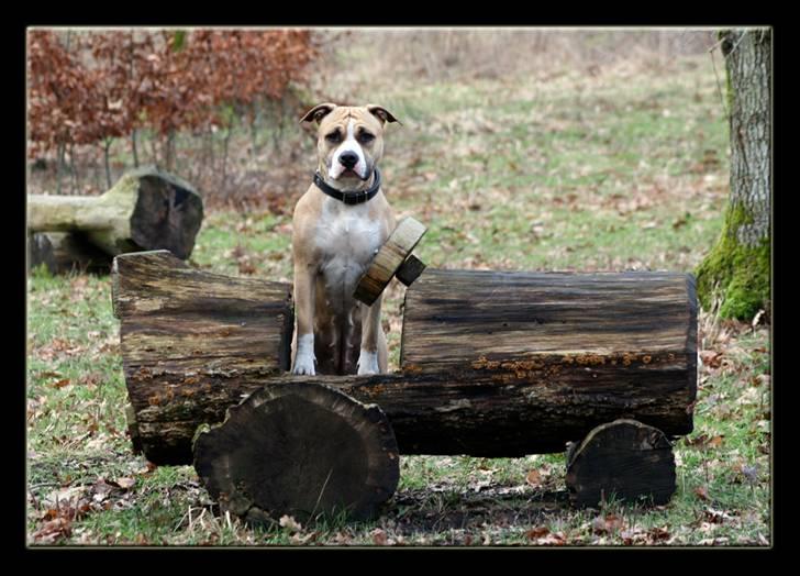 Amerikansk staffordshire terrier Aros Amstaff Apache billede 7