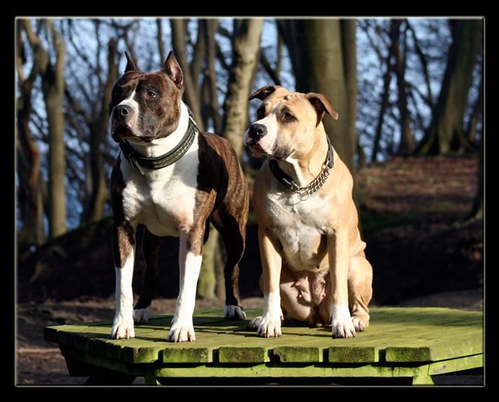 Amerikansk staffordshire terrier Aros Amstaff Apache billede 8