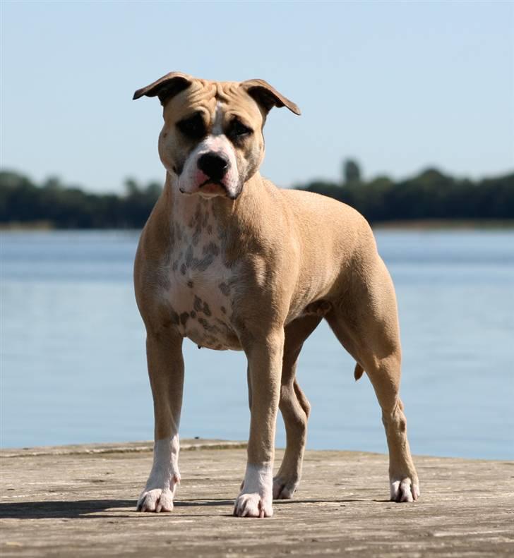 Amerikansk staffordshire terrier Aros Amstaff Apache billede 10