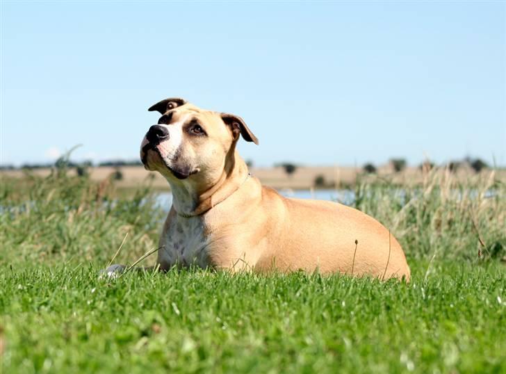 Amerikansk staffordshire terrier Aros Amstaff Apache billede 12