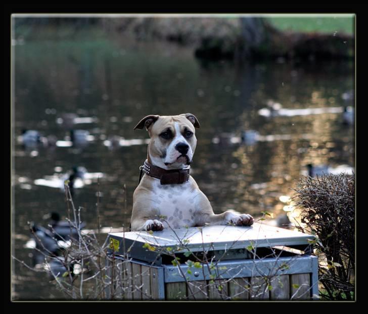 Amerikansk staffordshire terrier Aros Amstaff Apache billede 16