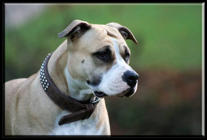 Amerikansk staffordshire terrier Aros Amstaff Apache billede 17