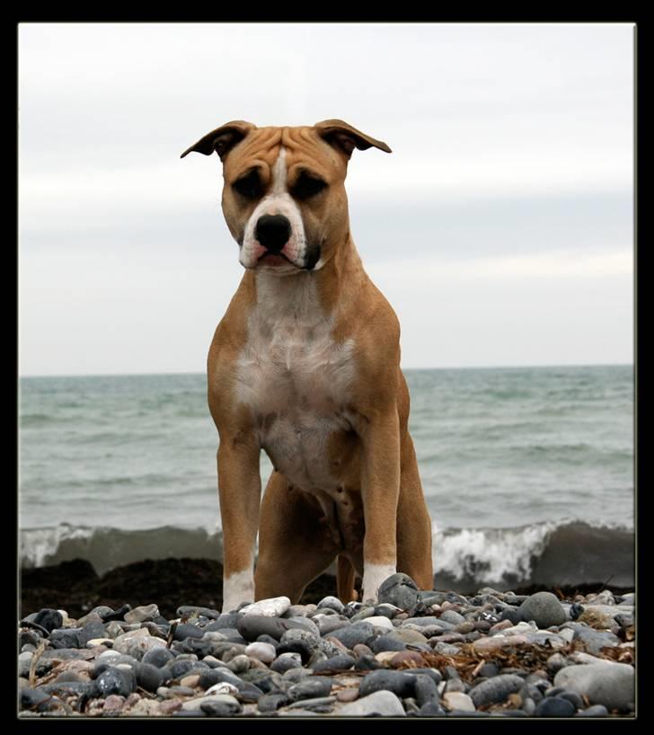 Amerikansk staffordshire terrier Aros Amstaff Apache billede 20