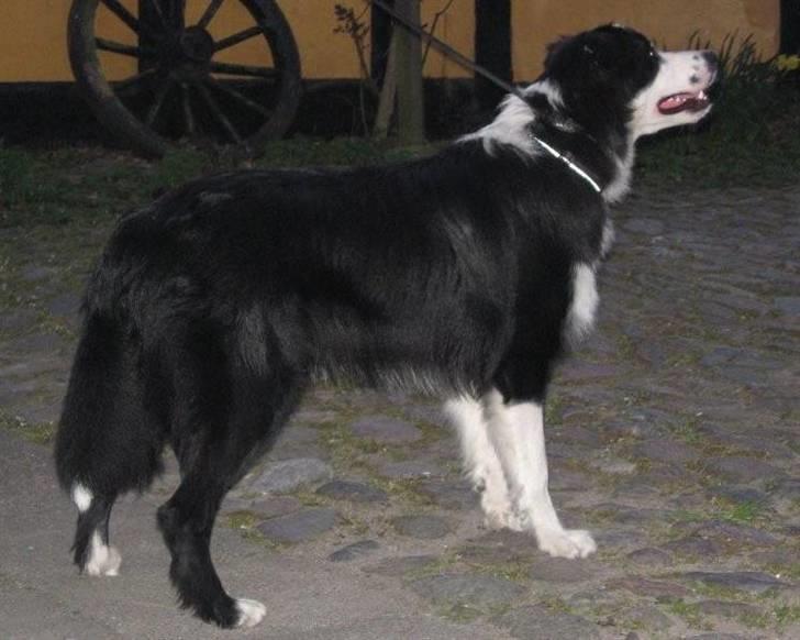 Border collie Indy billede 9