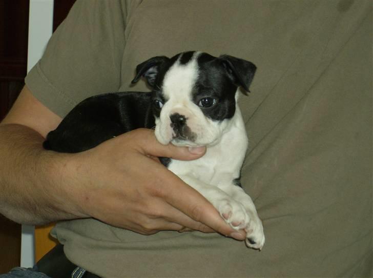 Boston terrier Chanel billede 1