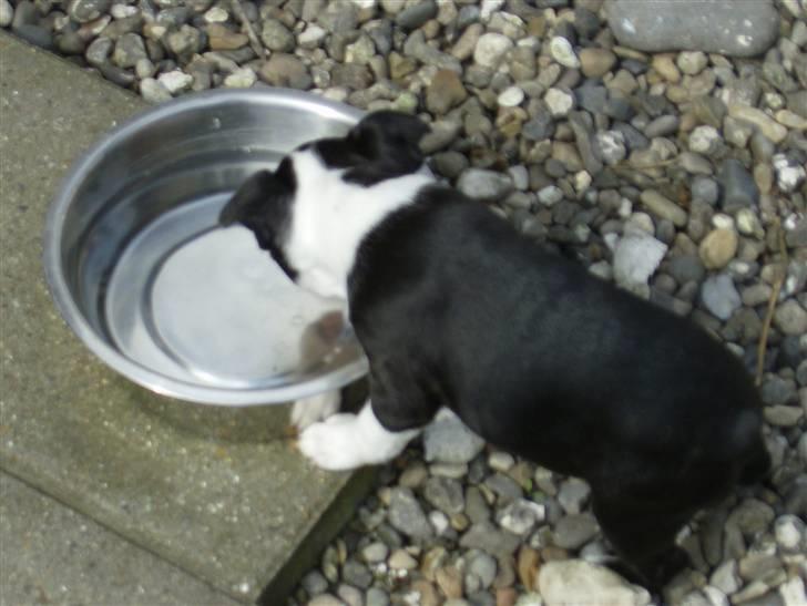 Boston terrier Chanel billede 2