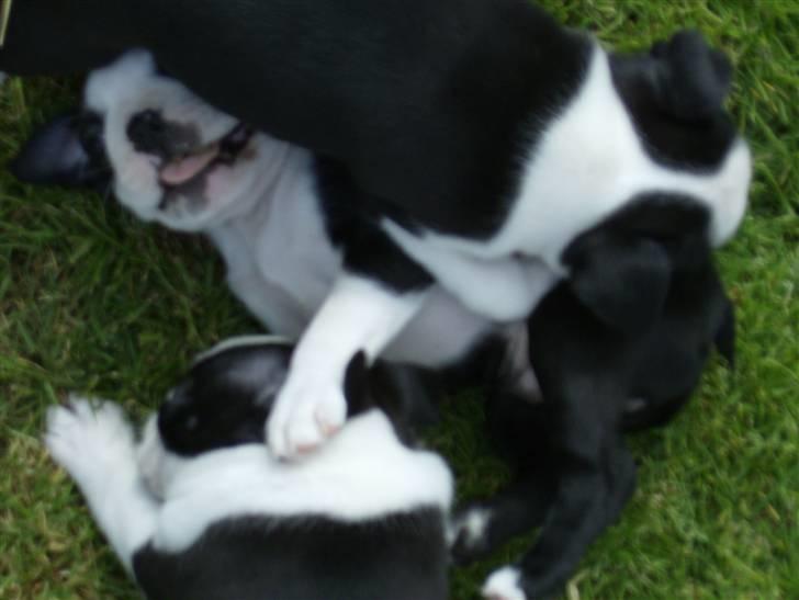 Boston terrier Chanel billede 3