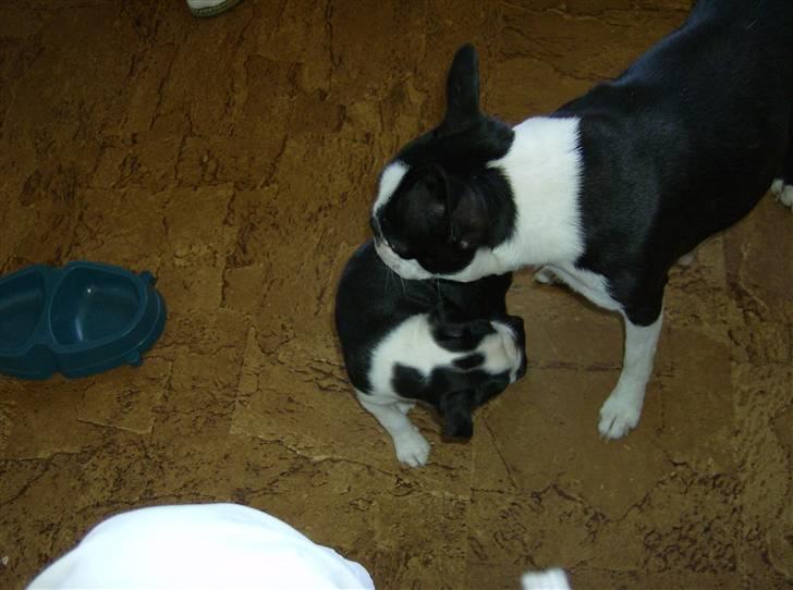 Boston terrier Chanel billede 4