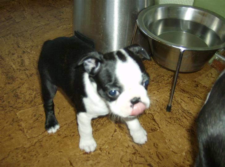 Boston terrier Chanel billede 5