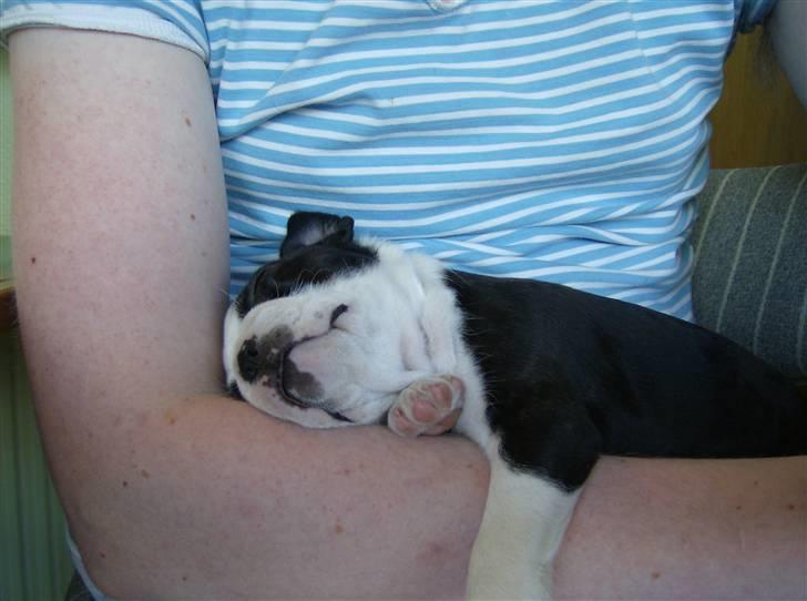 Boston terrier Chanel billede 6