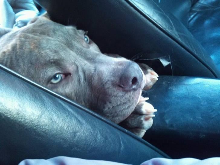 Amerikansk staffordshire terrier ~ Choppy ~ - Choppy 7 måneder billede 1