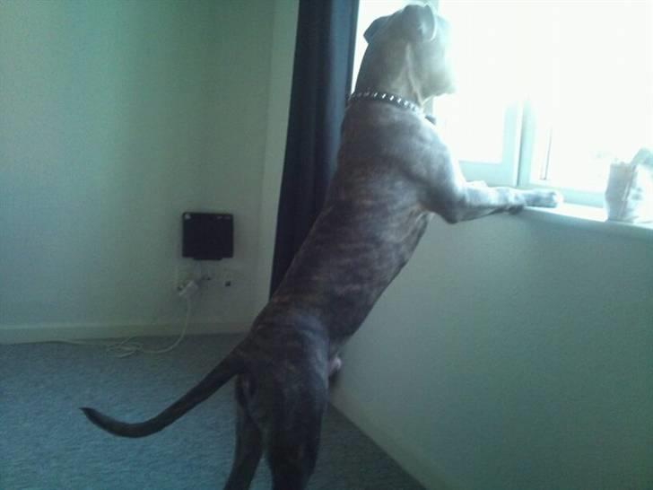 Amerikansk staffordshire terrier ~ Choppy ~ - choppy 6 måneder  billede 2