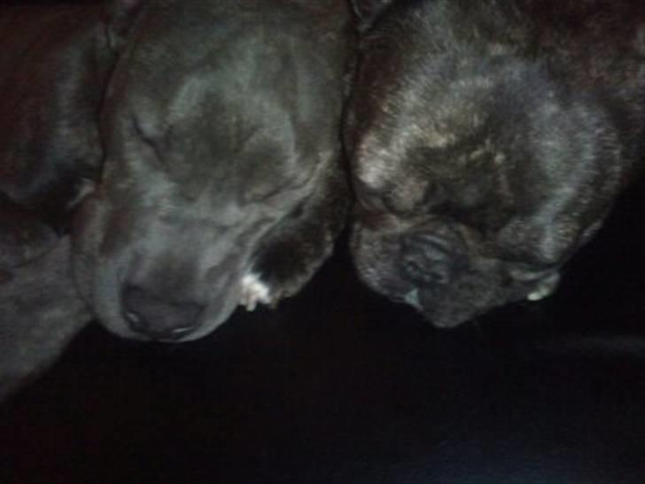 Amerikansk staffordshire terrier ~ Choppy ~ - choppy 5 måneder  billede 3