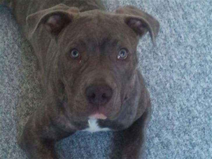 Amerikansk staffordshire terrier ~ Choppy ~ - Choppy 6 måneder  billede 4